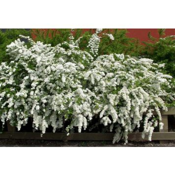 Norjanangervo Spiraea Grefsheim