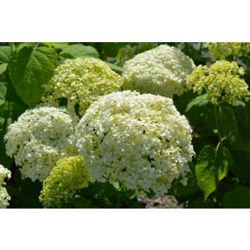 Pallohortensia Hydrangea Arborescens Annabelle
