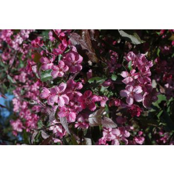 Purppuraomenapuu Malus Linnanmäki