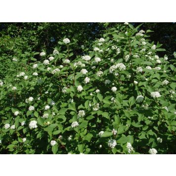 Valkokirjokanukka Cornus Alba Sibirica Variegata