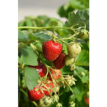 Mansikantaimet Bounty 10 kpl