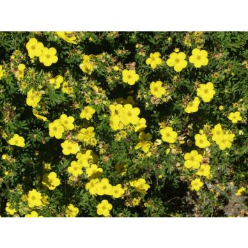 Pensashanhikki Dasiphora Fruticosa Goldfinger