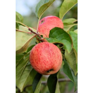 Omena Malus Domestica Sokerimiron