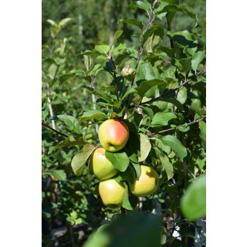 Omena Malus Domestica Vuokko