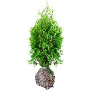 Timanttituija Thuja occidentalis Smaragd 80-100 cm