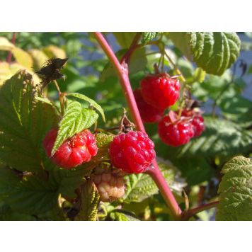 Vadelma Rubus Idaeus Muskoka Fine