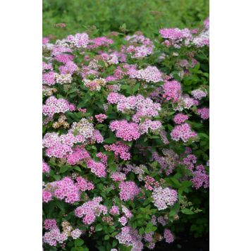 Keijuangervo Spiraea Japonica Little Princess