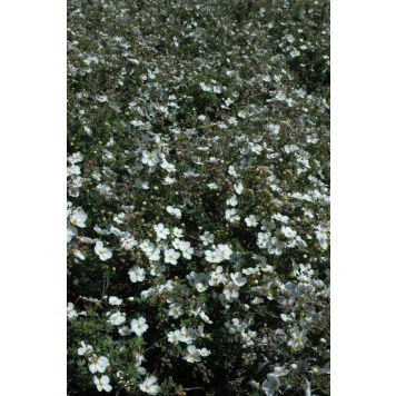 Pensashanhikki Dasiphora Fruticosa Abbotswood