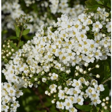 Norjanangervo Spiraea Grefsheim AT2