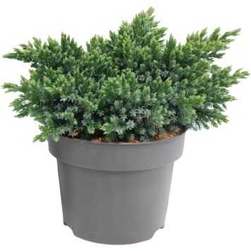 Sinikataja Juniperus Squamata Bluestar P17