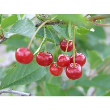 Kirsikka Prunus Cerasus Sikkolan Kuulasmarja