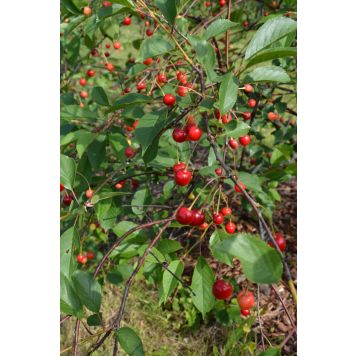 Pensaskirsikka Prunus Cerasus Latvian matala