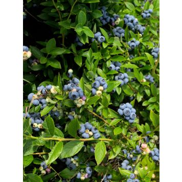 Pensasmustikka Vaccinium North Country