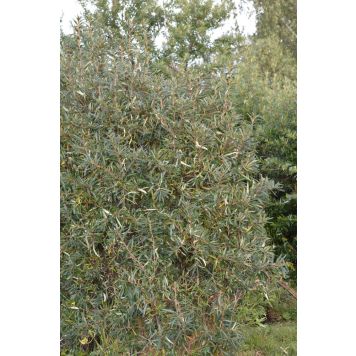 Tyrni Hippophae Rhamnoides Rudolf