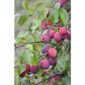 Luumu Prunus Domestica Kuokkala