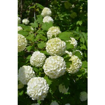 Lumipalloheisi Viburnum Opulus Pohjan Neito
