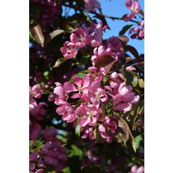 Purppuraomenapuu Malus Hopa