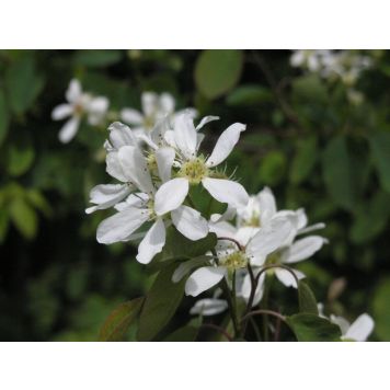 Marjatuomipihlaja Amelanchier Alnifolia