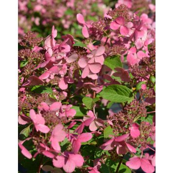 Syyshortensia Hydrangea Paniculata Early Sensation