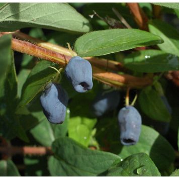 Makeasinikuusama Lonicera caerulea