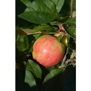 Omena Malus Domestica Pirja