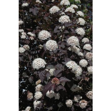 Lännenheisiangervo Physocarpus Opulifolius