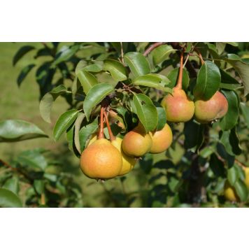 Aunenpäärynä Pyrus Communis