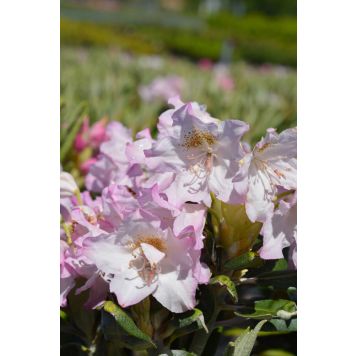 Alppiruusu Rhododendron Mikkeli