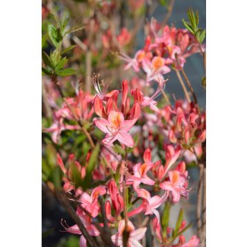Puistoatsalea Rhododendron Tarleena