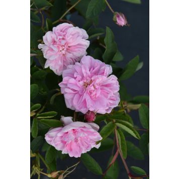 Onnenruusu Rosa Centifolia