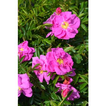 Keijunruusu Rosa Darts Defender