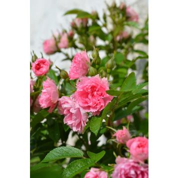 Neilikkaruusu Rosa Grootendorst Pink