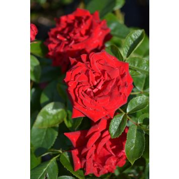 Ruusu Rosa Ingrid Bergman