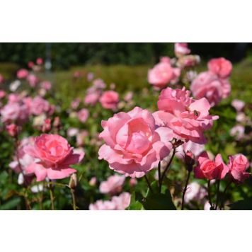 Ruusu Rosa Queen Elisabeth