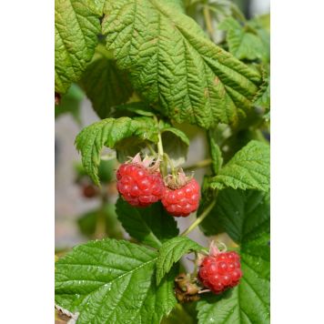 Vadelma Rubus Idaeus Jatsi