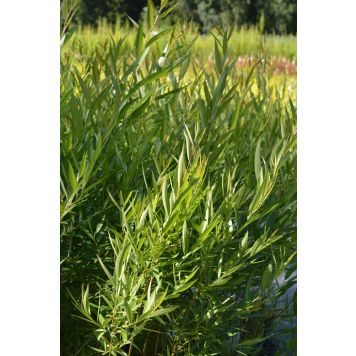 Terijoensalava Salix Fragilis Bullata pensas
