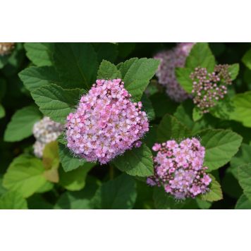 Rinneangervo Spiraea Densiflora