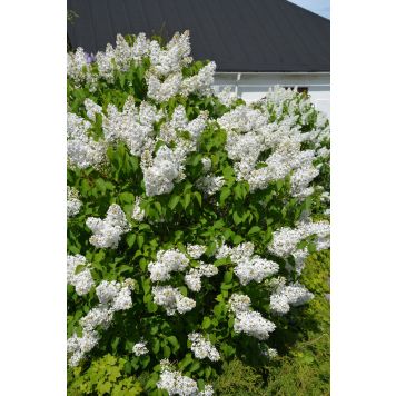 Pihasyreeni Syringa Vulgaris Alba