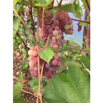 Viiniköynnös Vitis hybridum Somerset Seedless