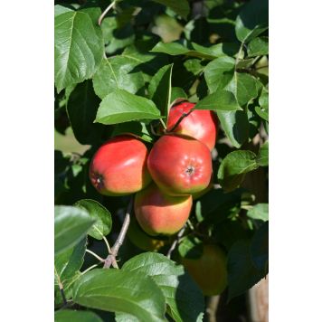 Omena Malus Domestica Heta