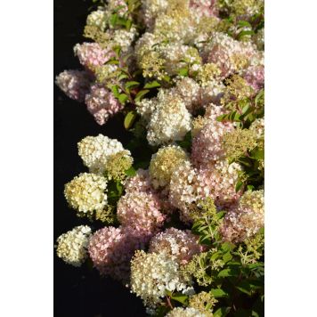 Syyshortensia Hydrangea Paniculata Bobo