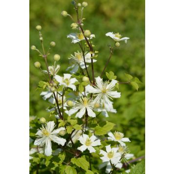 Lumikärhö Clematis Fargesioides Summer Snow