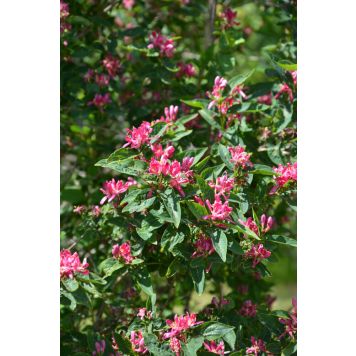 Kaunokuusama Lonicera Bella Zabelii