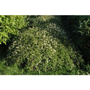 Seppelvarpu Stephanandra Incisa Crispa