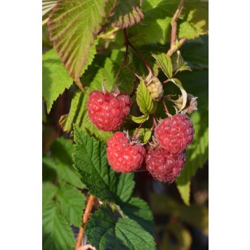 Pensasvadelma Rubus Idaeus Takalan Herkku