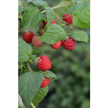 Vadelma Rubus Idaeus Ottawa