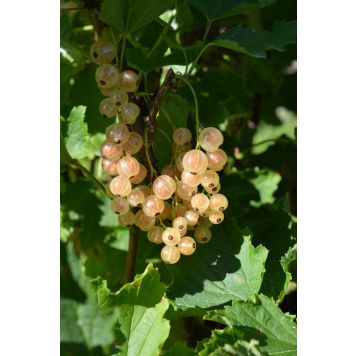Valkoherukka Ribes Rubrum Lepaan Valkea