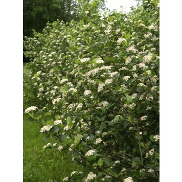 Marja-Aronia Mitschurinii Viking