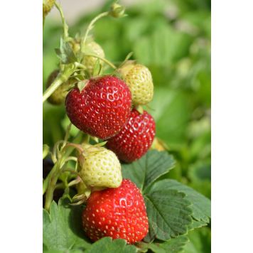 Mansikantaimi Polka 10 kpl