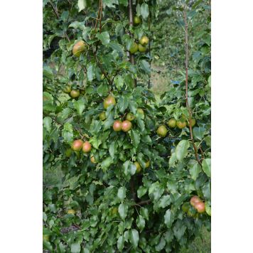 Päärynä Pyrus Communis Olga